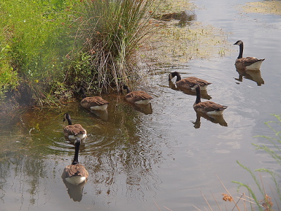 [The entire family is in the water and some of the goslings (which look like adult geese) are eating near the edge of the pond.]